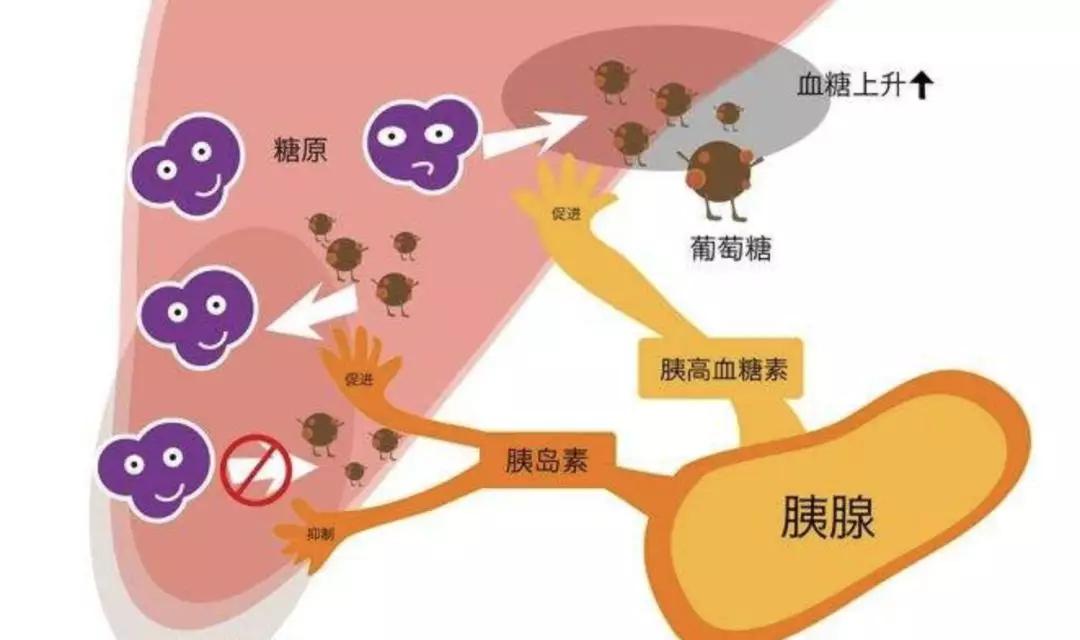 胰岛素是人体中唯一能够降低血糖的激素.