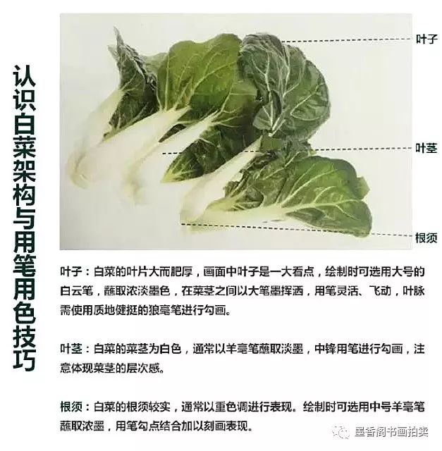 国画技法写意白菜及白菜的组合画法