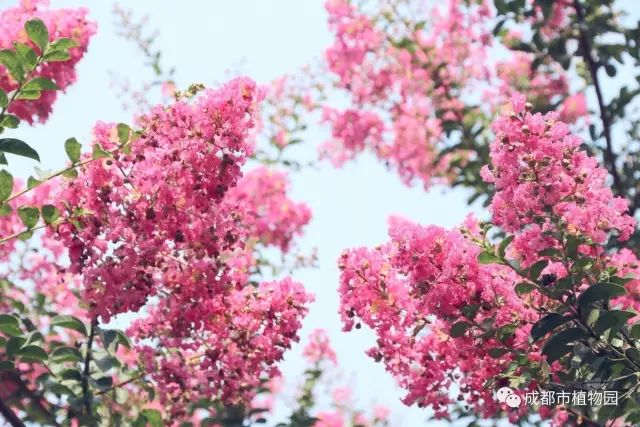 向风偏笑艳阳人2019年7月观花指南紫薇