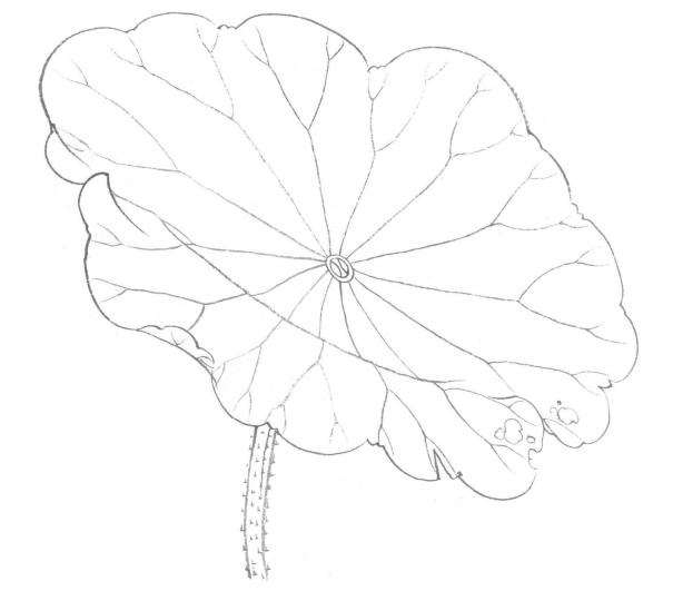 1.用勾线笔调淡墨,勾勒荷叶边缘,注意皱褶地方的线条转向变化.