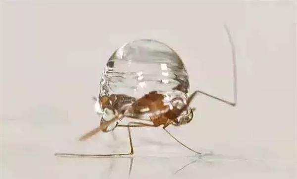 来,开下脑洞:为什么蚊子永远不会被雨砸死?多年的疑问终于解开了 巴黎人游戏注册