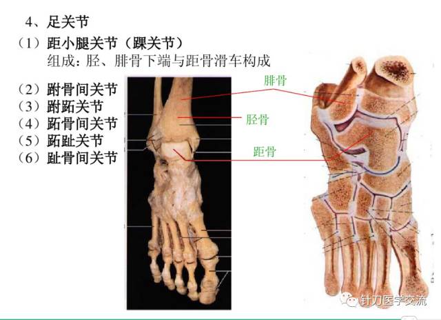 人体解剖学--关节学