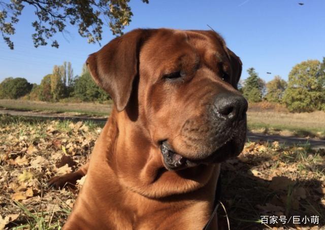 在欧美受欢迎的东方斗犬凶狠强壮的土佐犬是一种什么样的狗狗