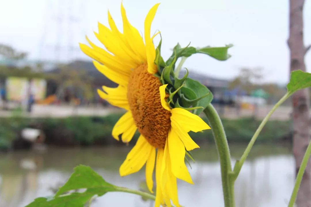 向日葵是小朋友们非常熟悉的一种花卉,它的颜色鲜艳热烈,花朵的结构