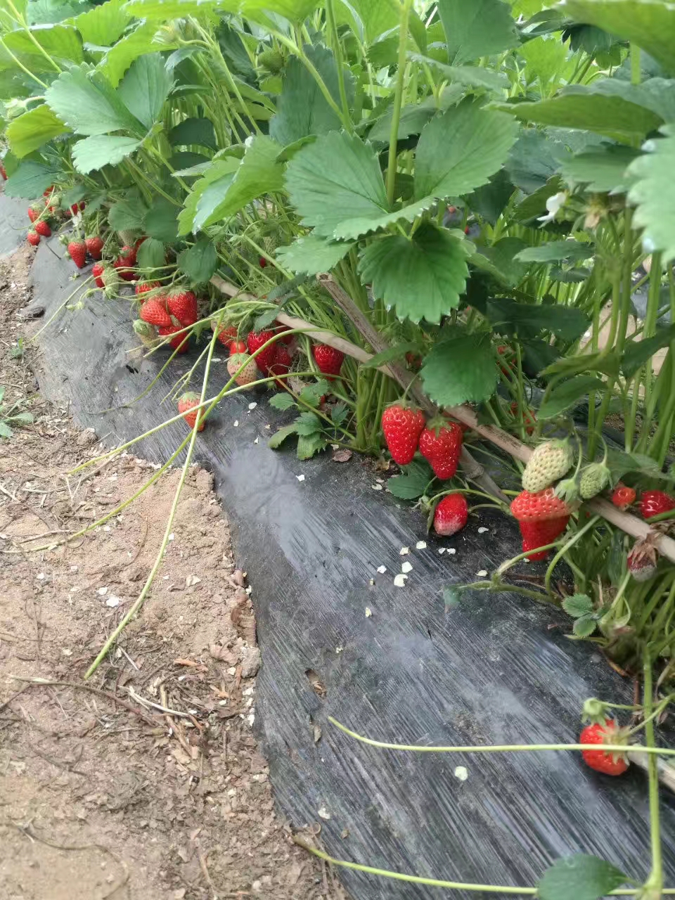 大叶红颜草莓苗哪里有