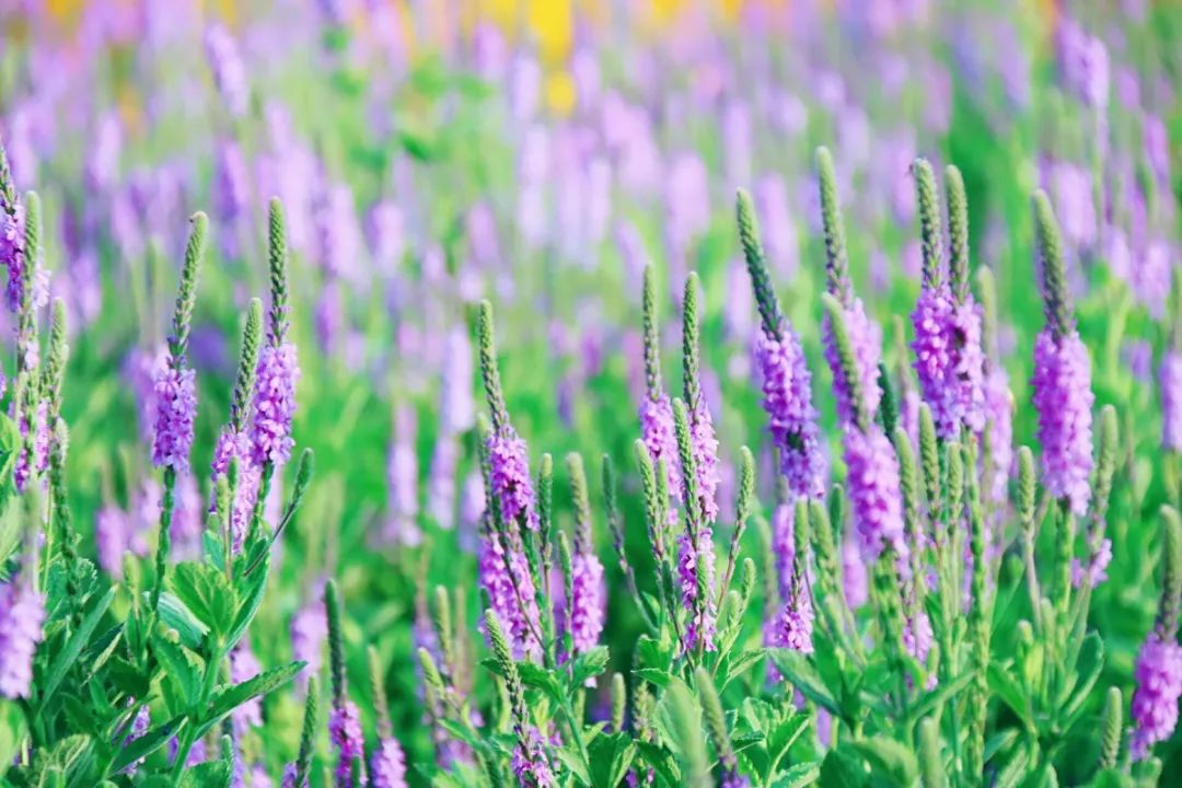 八月,心中有阳光,终会见彩虹