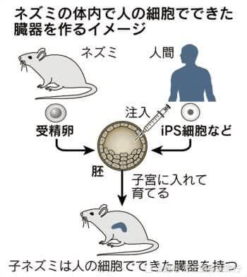 原创日本人兽杂交胚胎:人类的福音,还是兽人的诞生?
