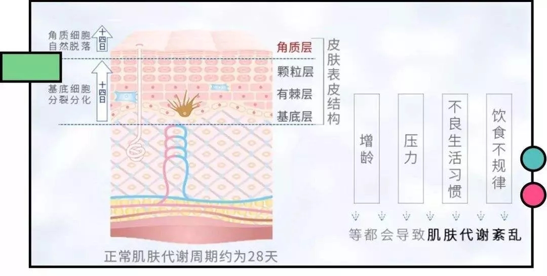 什么是皮肤的新陈代谢?