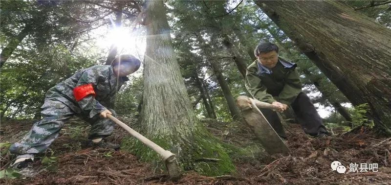 怎么给树松土 edb87377befb4c5385e6a83123e015e7.jpeg