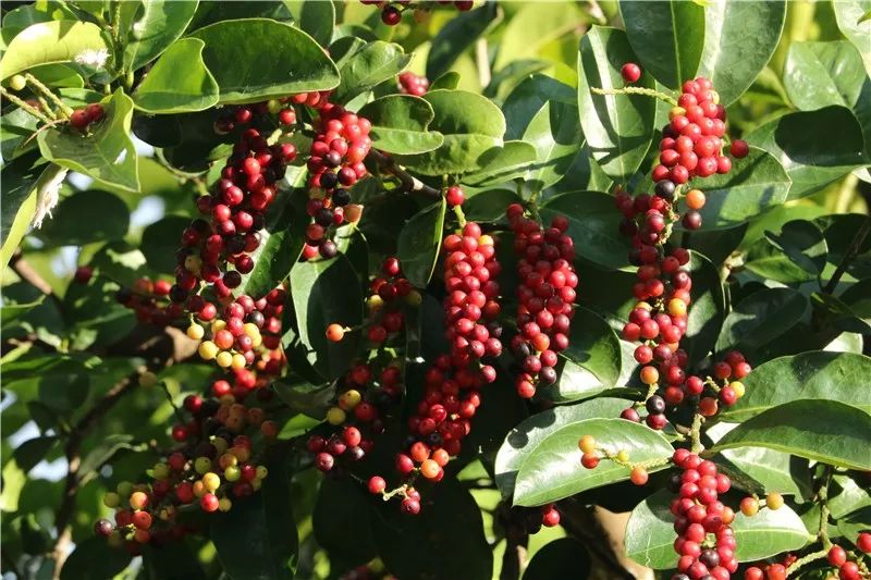 【赏花识草】果比花娇藏林间,八月才品五月茶_果实