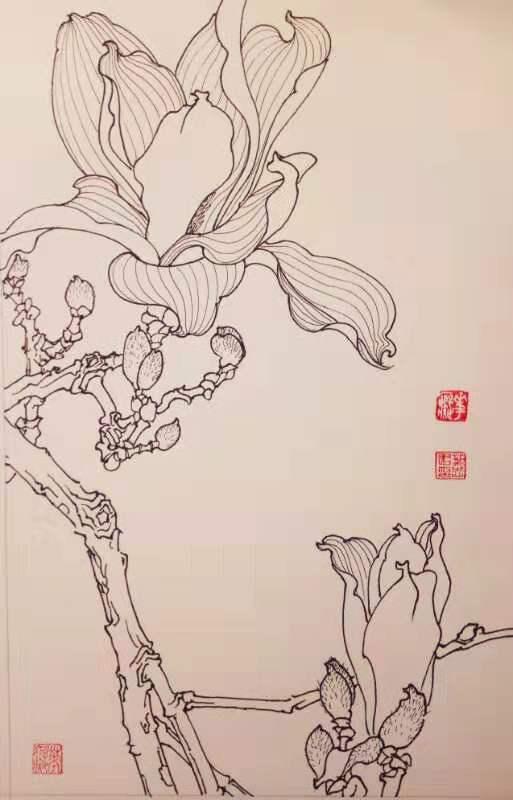 再来一波叶志军先生的钢笔白描花卉,想必你会喜欢吧