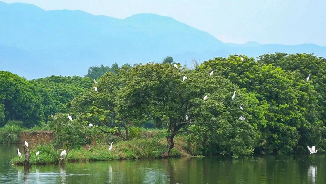 归湖白鹭湖游玩攻略:看鸟赏荷吃莲子_狮峰村