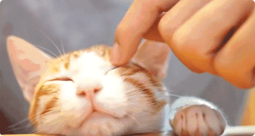 3a4187208d034dbe8c6286b72f84012d.gif
