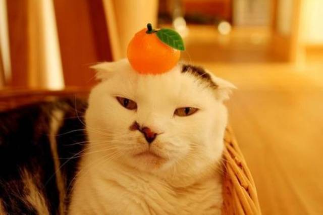 如果猫咪对橘子皮的味儿没反应怎么办?