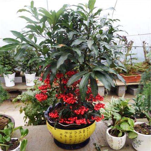 这种植物叫做富贵子,名字好听果实鲜红,富贵子种植技巧 澳门皇冠滚球