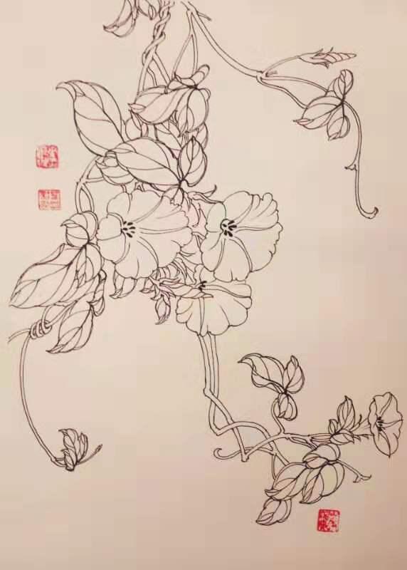 再来一波叶志军先生的钢笔白描花卉,想必你会喜欢吧