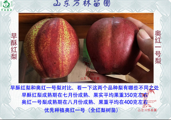 ȫЩƷ-º