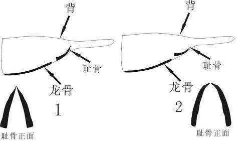 4大招教你如何看信鸽耻骨?不会看的有方法啦!