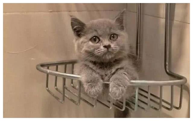 小蓝猫多久会走 524890fe9692460fae8537c1e4e09057.jpeg