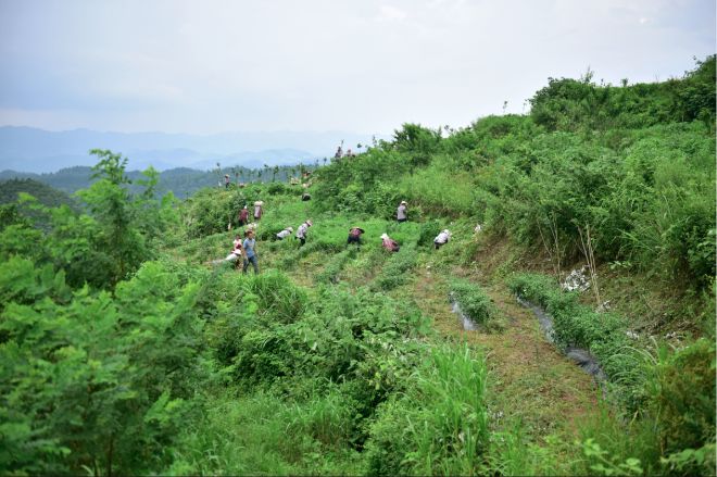 石阡苔茶是写入中国茶叶教科书的两个贵州良种之一,典型特征是苔粗,芽