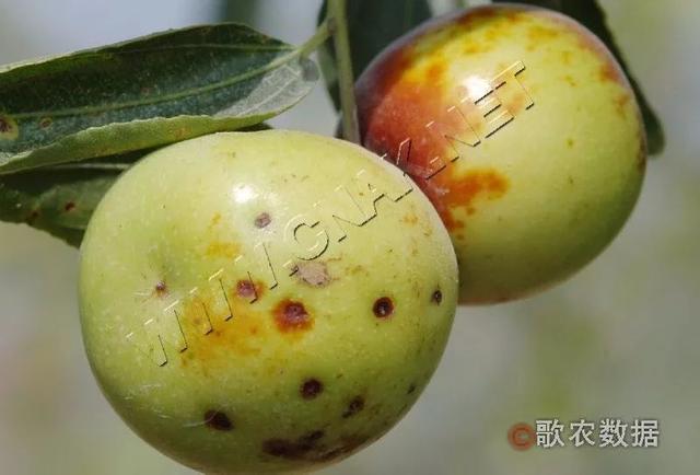 枣缩果病和炭疽病防治方法