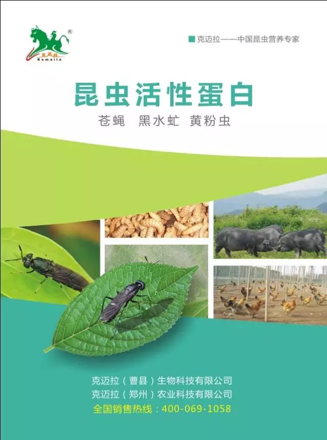 无抗养殖,黑水虻虻浆酵素蛋白是健康养殖业的一场革命