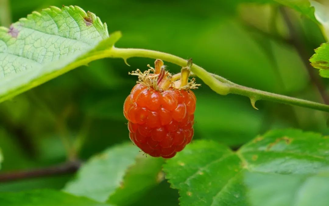 茅莓花果期比较长,可以贯穿整个夏季,果实与蓬蘽很像,但颗粒更饱