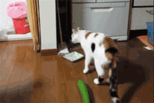 谁说猫主子挑食,它可是来者不拒_猫咪