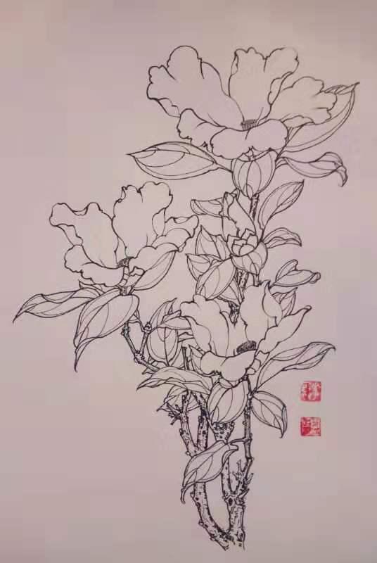 再来一波叶志军先生的钢笔白描花卉想必你会喜欢吧