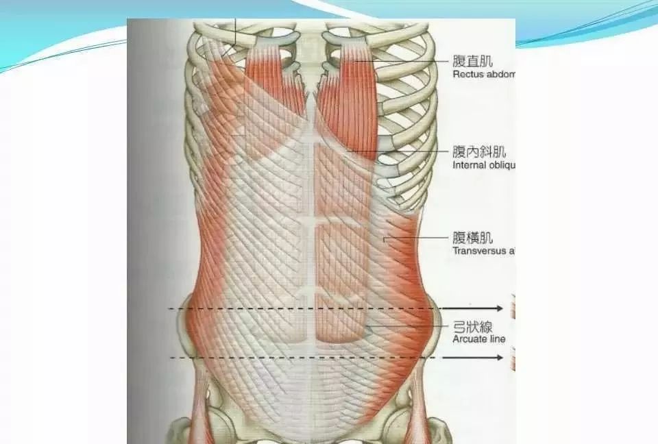 筋膜连接系统解剖【人体前,侧面的筋膜连接】