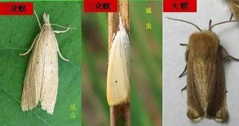 水稻螟虫为害的白穗:水稻