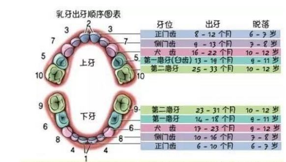 也有一部分小宝宝会以不同的顺序长出牙齿,刚开始出牙的时候,宝宝是不