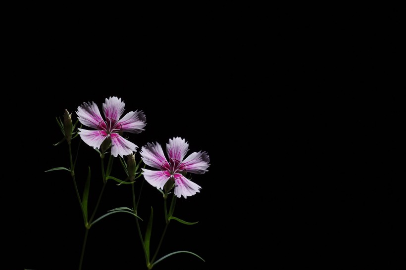8cee4cc451cf4ca496cf493db8d6a668.jpeg