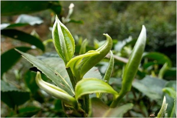 普洱茶价格如坐过山车,古树茶还有收藏价值吗