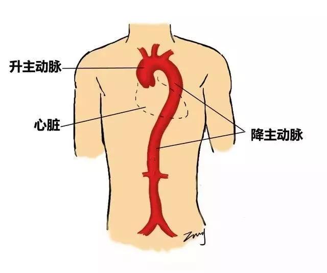 食管有三个主要"邻居,它们分别是主动脉(人体最粗的大动脉血管,气管