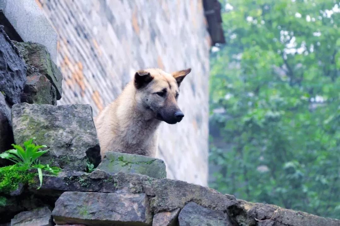 浙江有个“悬崖村”,藏在海拔800多米的深山中,绝美的天空之城