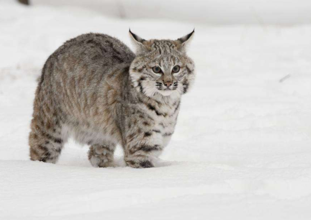 猞猁狞猫薮猫这些大猫让人傻傻分不清其实它们很不一样