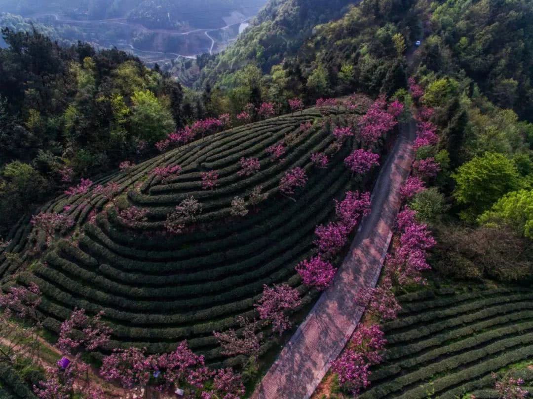 茶田景观