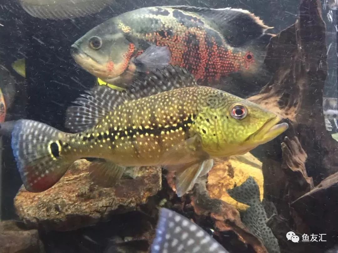 申谷三间(cichla melaniae)霹雳马三间(cichla pinima)横带三间