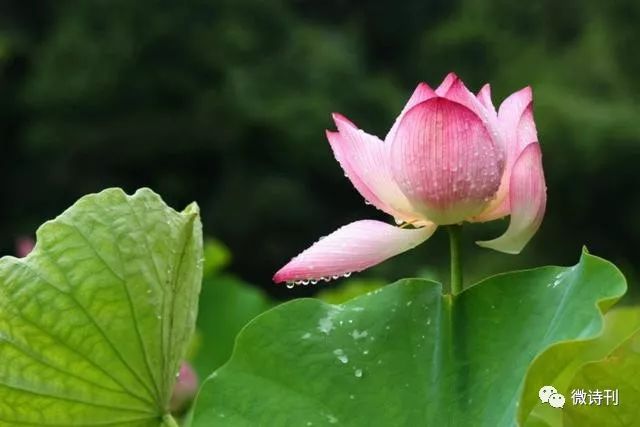 雨后的夏天雨后的诗另一番美丽