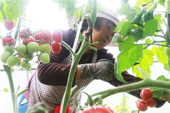 大方:小小圣女果成致富"金果果"_种植