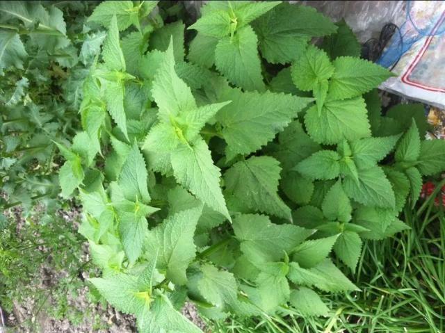 这个方子里面,藿香作为主药,是产自岭南的灵草,是排名第一的芳香化湿