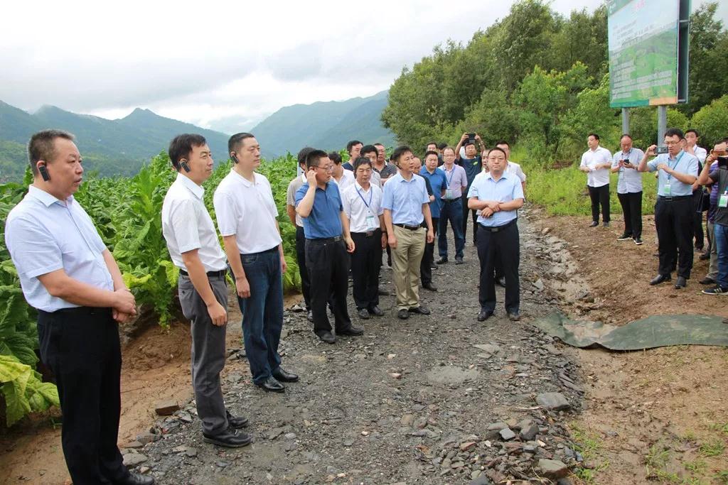 全省烟叶生产经营全流程管理体系及烟农增收现场会参会人员来旬阳观摩