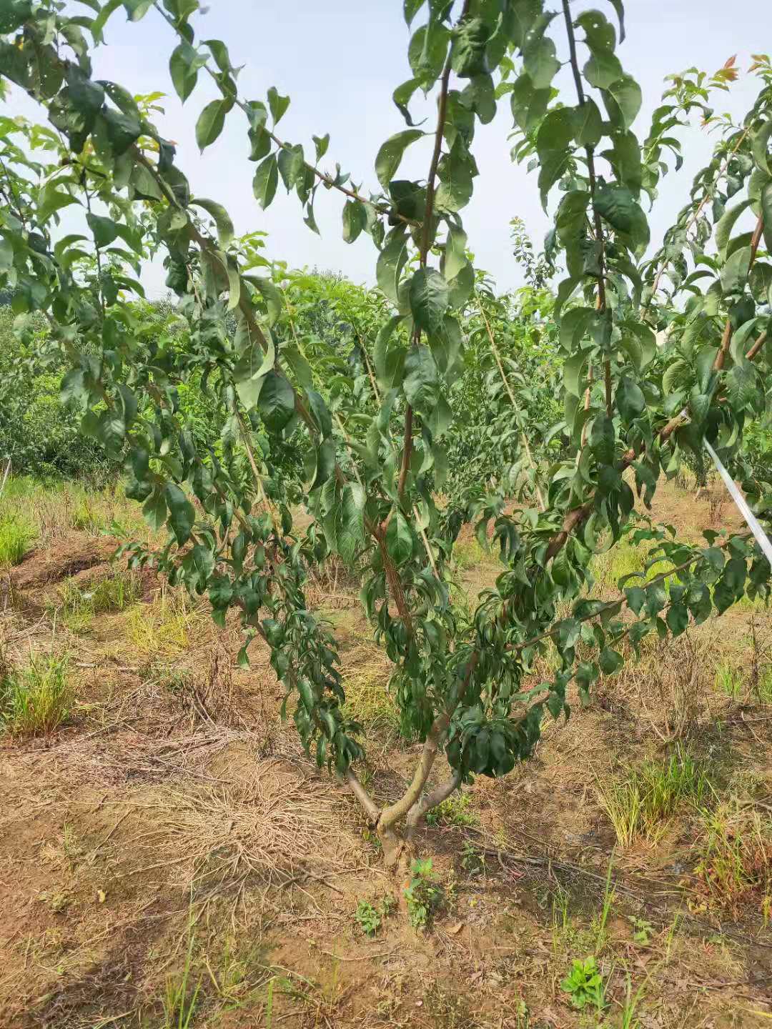 李树高品质丰产的栽培技术