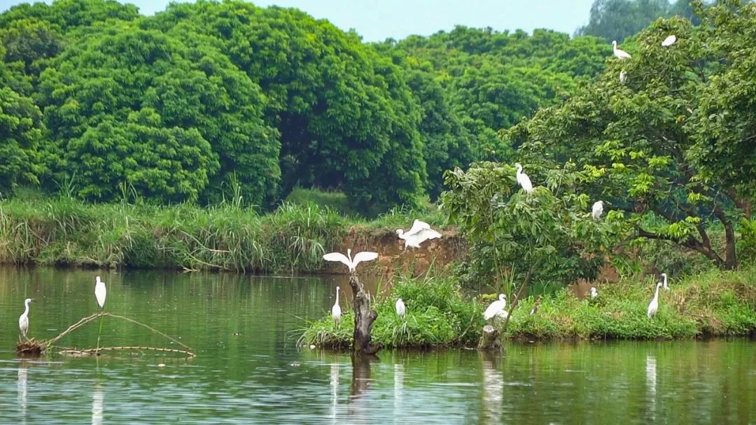 归湖白鹭湖游玩攻略:看鸟赏荷吃莲子_狮峰村