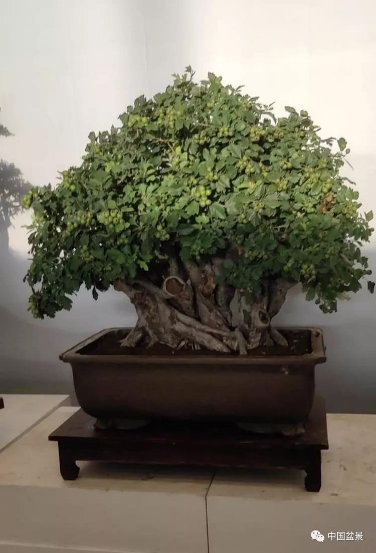 2019中国61北京世界园艺博览会盆景国际竞赛先睹为快