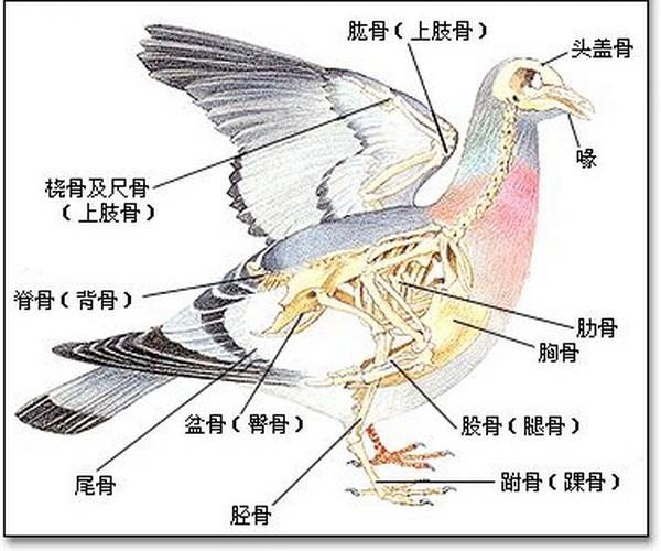 耻骨位置垂过龙骨弧度延伸线的,腰腹肌肉和力度均较弱,十有八,九还