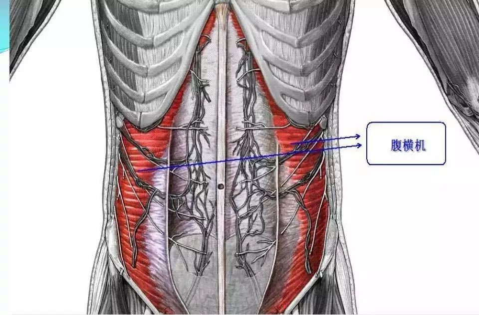 筋膜连接系统解剖—【人体前,侧面的筋膜连接】