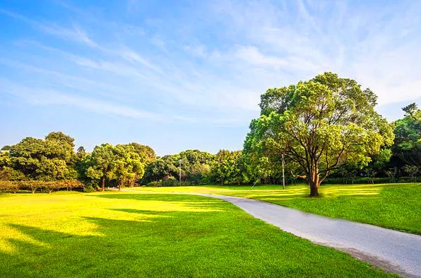 这7个孤植树种正在悄悄地占领市场,值得苗木人关注