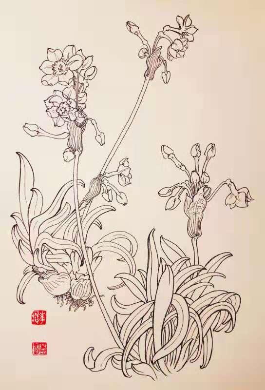 再来一波叶志军先生的钢笔白描花卉,想必你会喜欢吧